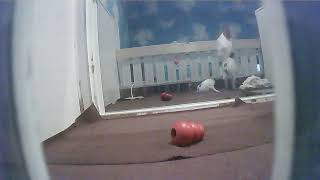 世界の名犬牧場 子犬の子育てルーム のライブ映像