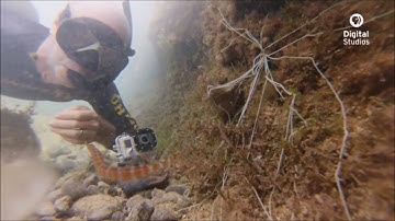 Intertidal Zone Saeed