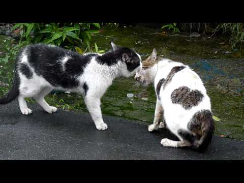 Video: Ang Pusa O Ikaw? Pagkaya Sa Mga Alerdyi Ng Cat