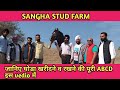 SANGHA STUD FARM | गामा मशहूर घोड़ा |  GAMA MARWARI HORSE