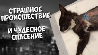 Котенка сбили машиной! Бедняга остался без лапки!!!