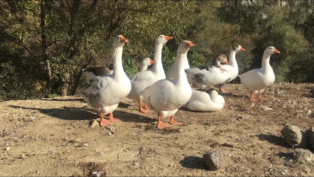 Kaz Ne Zaman Yumurtlar?Ne zaman Yumurtaya Yatar? #Yerlikaz #Gurkkaz #Kazbesiciliği