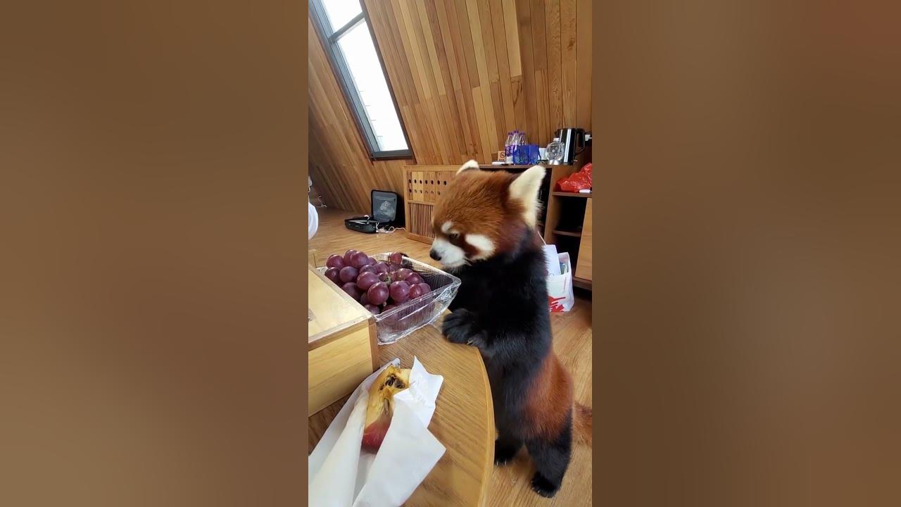 Baby Red Panda attacks! (in success) Красная панда ! - YouTube
