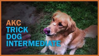 AKC Trick Dog Intermediate performed by Golden Retriever