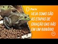 Programa Vida no Campo 31/03/19 -  Veja como são as etapas de criação das rãs em um ranário