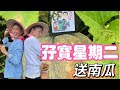 2023／0613／孖寶星期二，送南瓜