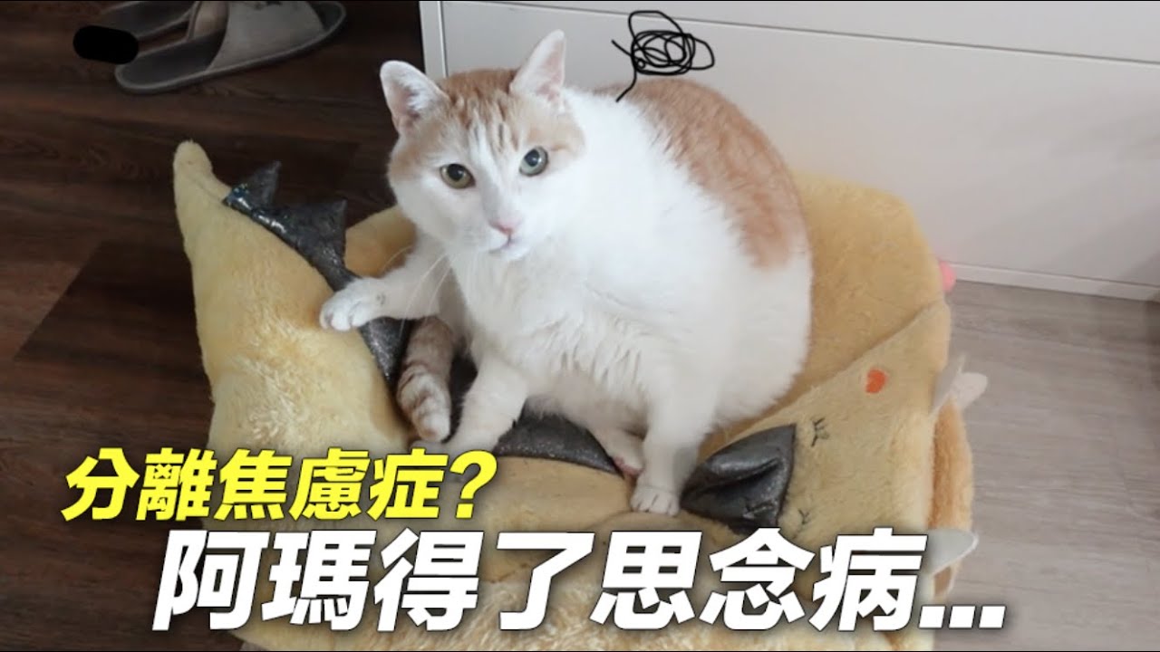 【黃阿瑪的後宮生活】分離焦慮症？阿瑪得了思念病⋯
