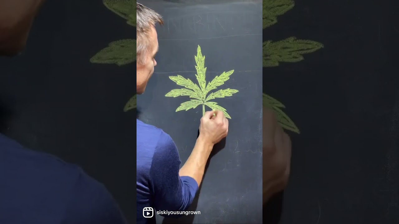 Evolution of Cannabis