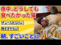 【2ch動物スレ】夜中に腹減りすぎた猫のせいで朝、すごいことになってたｗｗｗｗｗ