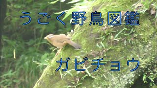 うごく野鳥図鑑　ガビチョウ（画眉鳥）