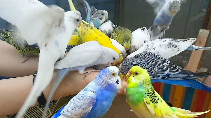 4K HDR Video  Beautiful Lovebird | Budgies and Coc...