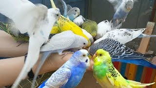 4K HDR Video – Beautiful Lovebird | Budgies and Cockatiel Birds Playing and Feeding