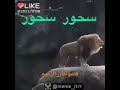 اسد يصيح سحور سحور