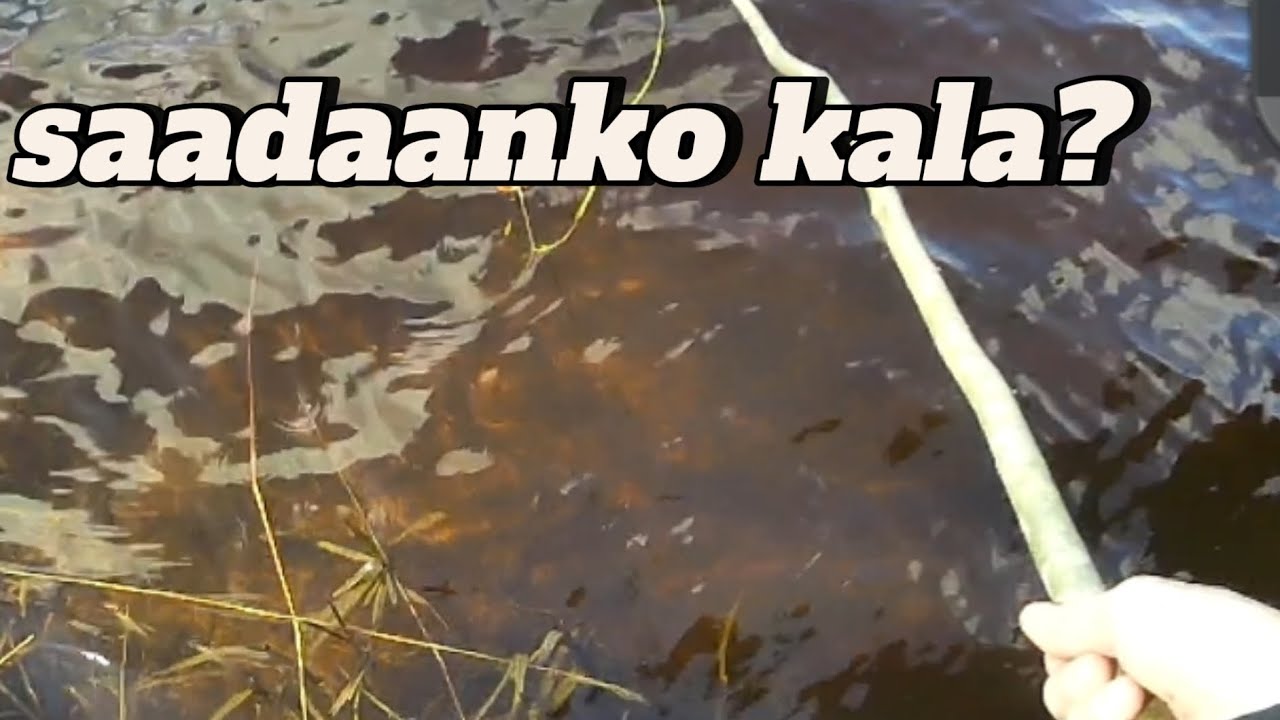 Tee onki puukolla ja nappaa kala