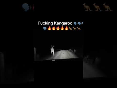 Frikin Kangaroo 🔥🔥🔥 #memes #australia