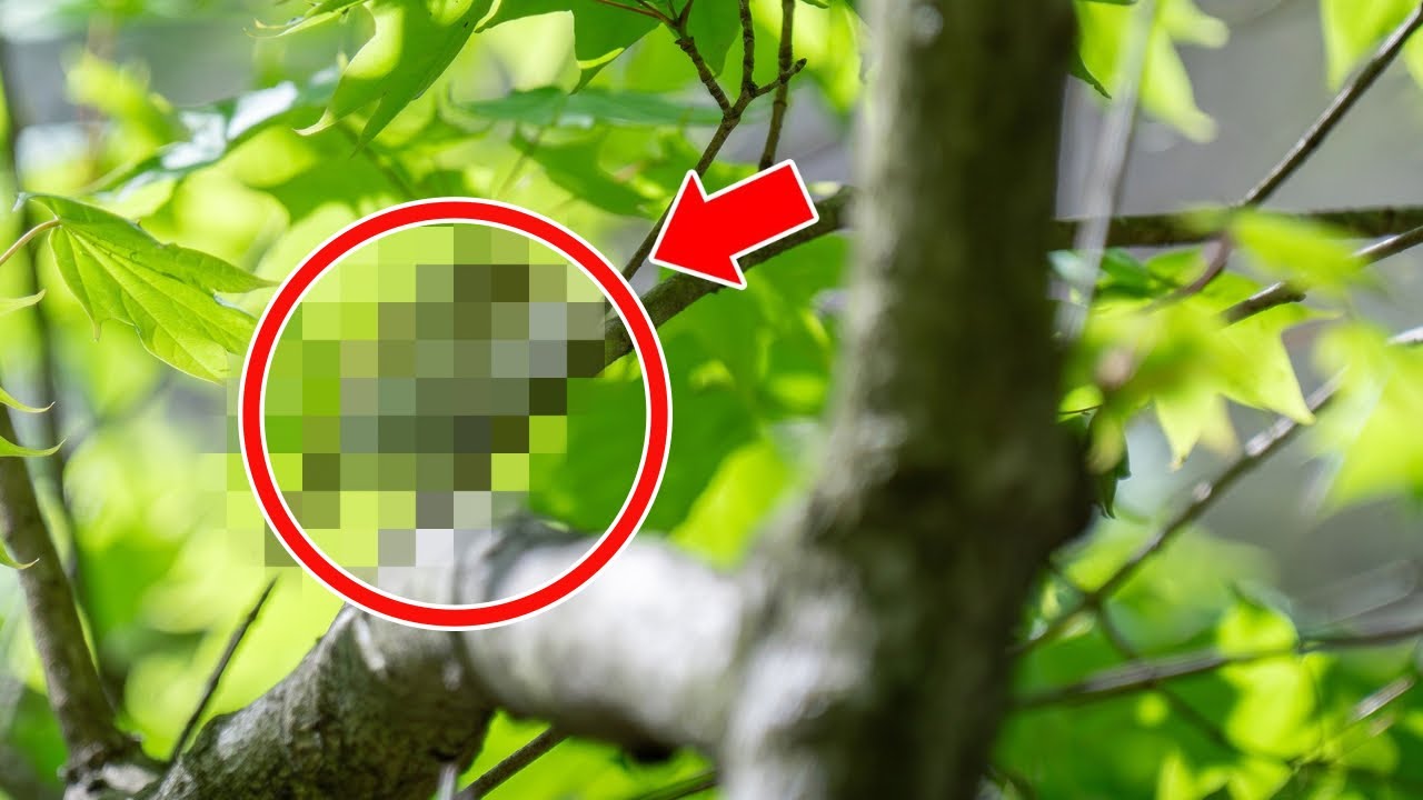 I can't do it anymore] I finally got a decent photo of that bird