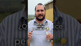 Qué se hace con las pencas?#brunobarba #tequila #agave #jalisco #méxico