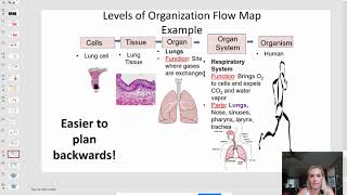 8-19 HW Levels of Organization Flow Map Directions
