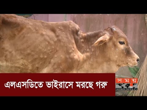 ভিডিও: গরুর কি গর্ভপাত হয়?