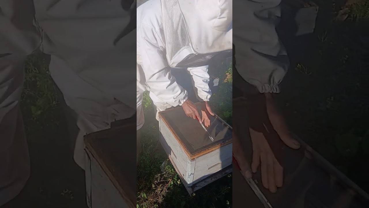 طريقة نزع طردين في الأيام الباردة 