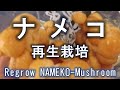 ナメコの再生栽培を始めました　Regrow NAMEKO-mushroom