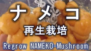 ナメコの再生栽培を始めました　Regrow NAMEKO-mushroom