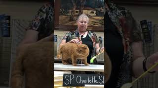 Lionsheart Raphael, British Shorthair at TICA with Judge Charlotte Shea by Lionsheart Cattery 33 views 1 year ago 1 minute, 1 second