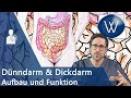 Unser Darm: Wieviel Charme steckt drin? Anatomie, Funktion & Störungen von Dünndarm & Dickdarm/Kolon
