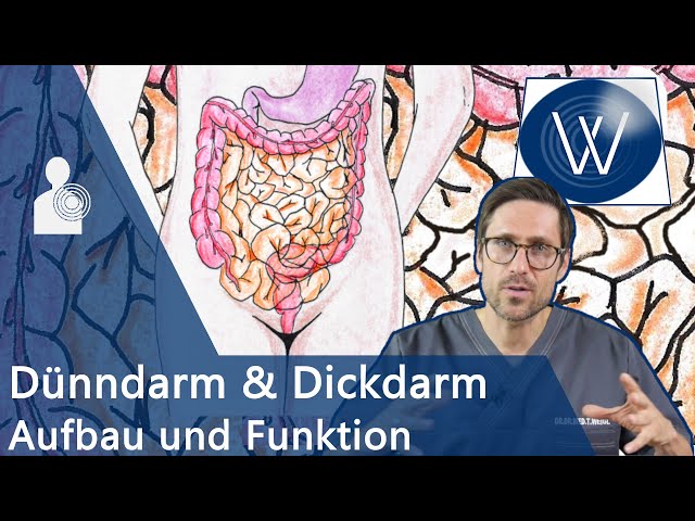 Unser Darm: Wieviel Charme steckt drin? Anatomie, Funktion u0026 Störungen von Dünndarm u0026 Dickdarm/Kolon class=