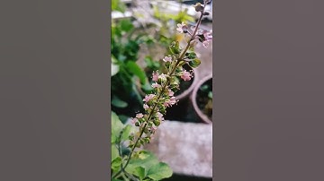 #quran #تلاوة_جميلة #nature