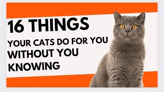 16 Things your cats do for you without you knowing #catlove #dothis #Dothisfo