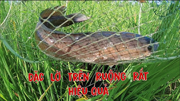 Cách  Đặc  Lờ  Cá  Lóc  Trên  Ruộng  Dể  Dính  Cá Lóc  Nhất  Một  Đêm  Là Có