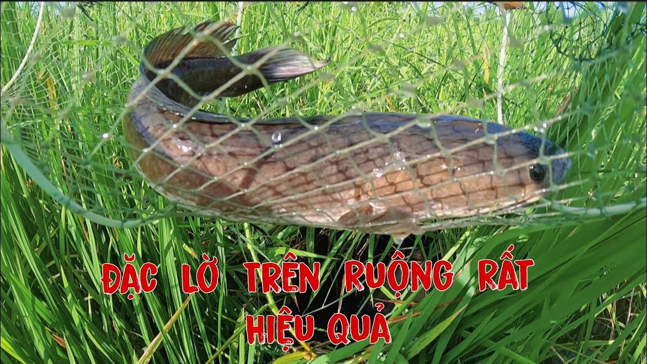 Cách  Đặc  Lờ  Cá  Lóc  Trên  Ruộng  Dể  Dính  Cá Lóc  Nhất  Một  Đêm  Là Có