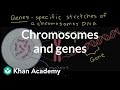 The Science of Traits In Labradors and The Role of DNA