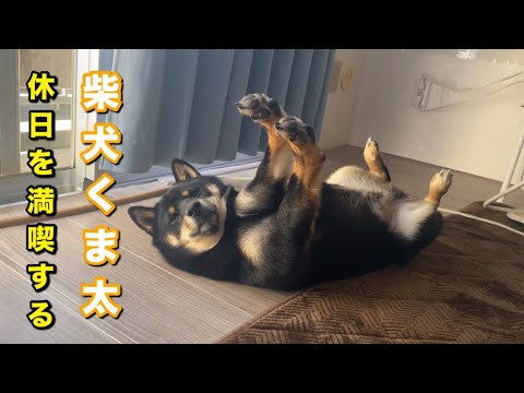 とびだせくま太 - YouTube