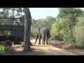 Release of huge elephant !