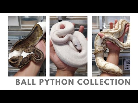 15+ SNAKES!  - Royal / Ball pythons ONLY collection!