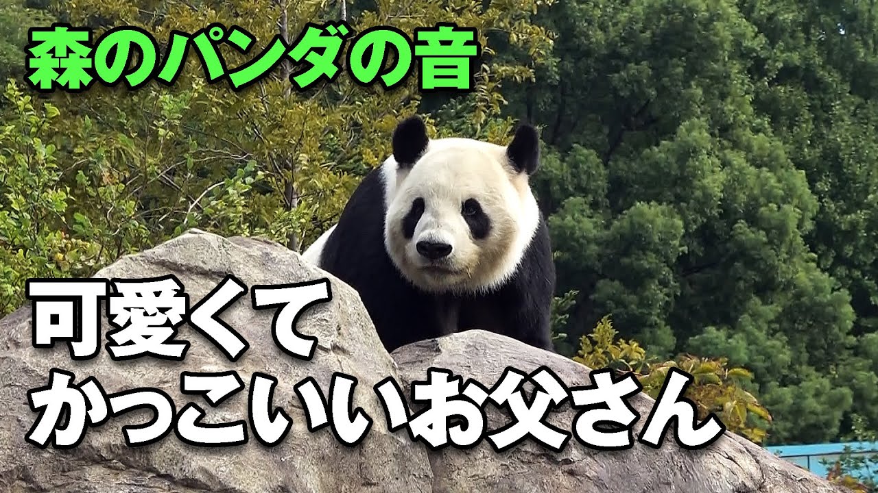 双子パンダシャオシャオ レイレイのお父さん フリーズが可愛くてかっこいいリーリー 上野動物園 21 10 9 Youtube 双子パンダシャオシャオ レイレイのお父さん フリーズが可愛くてかっこいいリーリー 上野動物園 21 10 9 Youtube