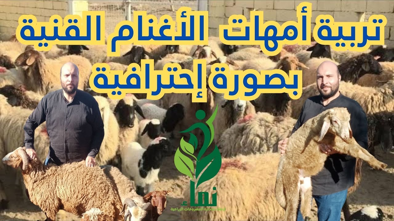 تربية أمهات  الأغنام القنية بصورة إحترافية