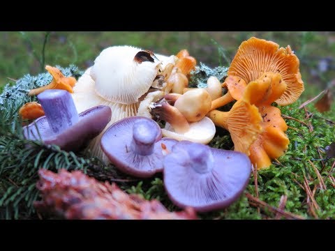 Грибы в лесу есть! Опята зимние, Рядовка фиолетовая, и ЦЕЛЕБНЫЕ грибы Дрожалка оранжевая. Грибы