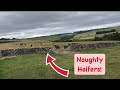 ANOTHER DISASTER?! COWS BREAK OUT! NAUGHTY HEIFERS - WHAT DAMAGE DID THEY CAUSE?!