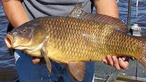 Nguyên nhân và cách khắc phục khi cá trắm, cá chép bị mắc các bệnh nấm thủy mi, xuất huyết , đốm đỏ