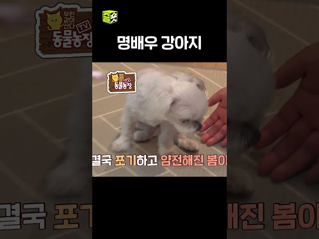 어그로 끌기 #TV동물농장 #우와한비디오 #우와비 #shorts