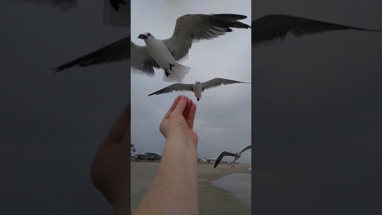 Hangin' with the birds at Edisto Beach YouTube
