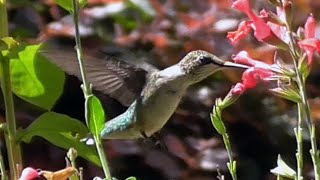 かわいいハチドリのリラックス動画　Ruby-throated Hummingbird