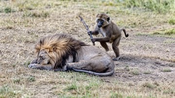 80 Times Animals Messed With The Wrong Opponent