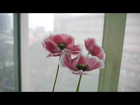 Poppy growing from seed in pots indoors