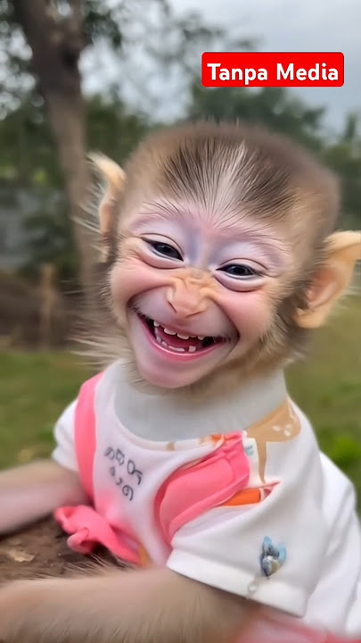monyet senyum lucu #shortvideo #funny #viralvideo #comedymove #cute #animals #comdeymemes #comedy