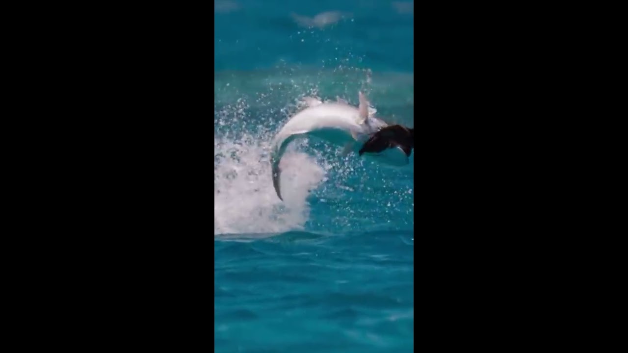 Spearfishing A 15 Year Old Fish