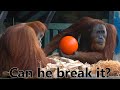 Orangutan Tries To Break A Ball